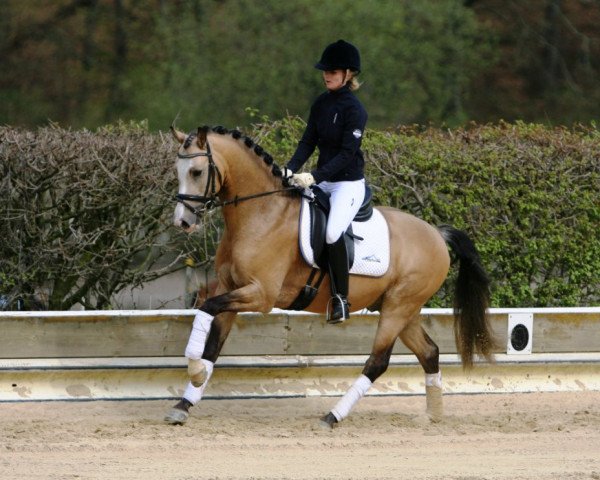 stallion Schierensees Mc Dreamy (German Riding Pony, 2010, from The Braes My Mobility) stallion Schierensees Mc Dreamy (German Riding Pony, 2010, from The Braes My Mobility)
