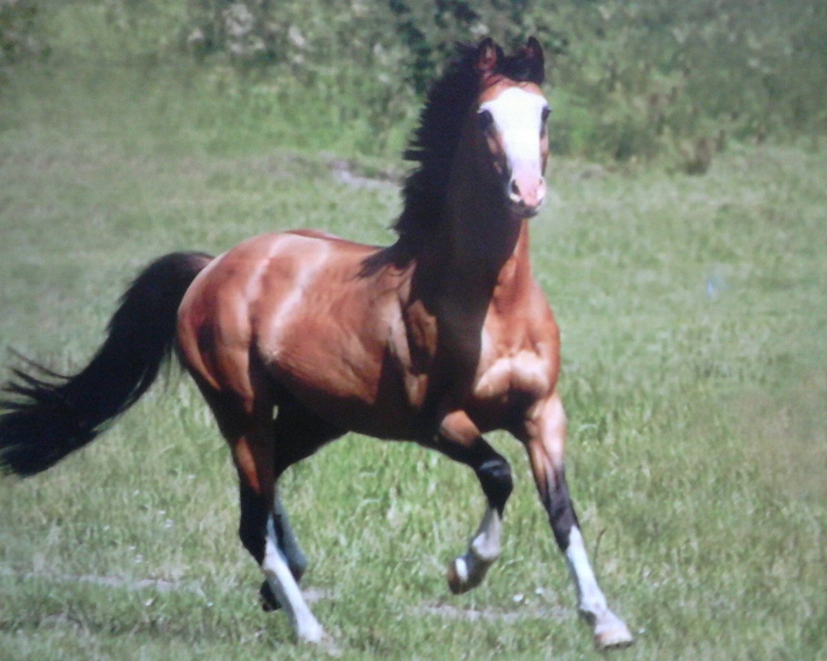 Deckhengst Schierensees Marillion (Deutsches Reitpony, 2007, von The Braes My Mobility)