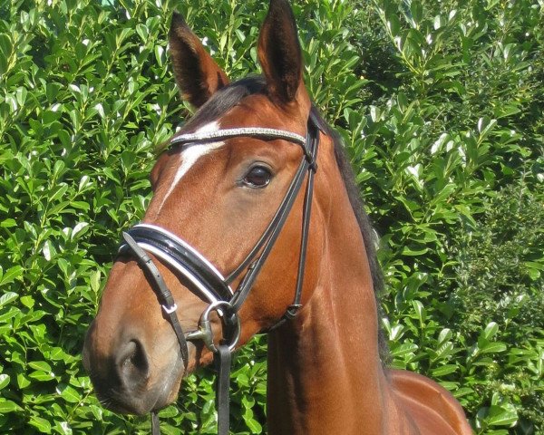 horse Brown Prince (Hanoverian, 2011, from Belissimo NRW)