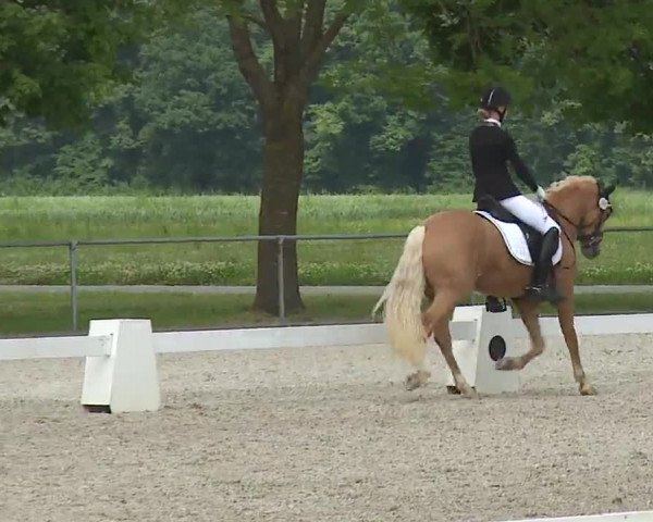 Reitturnier Rot am See- Musdorf 2021