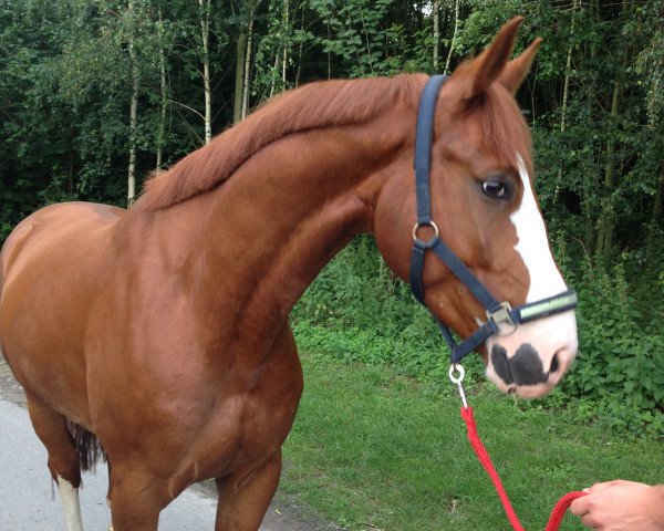 Springpferd Picasso de Siem (Westfale, 2009, von Pilot de Hus)