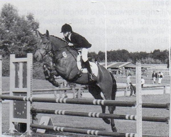 horse Golden Rock (New Forest Pony,  , from Kantje's Ronaldo)