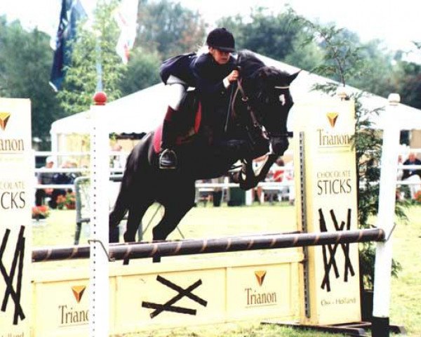 horse Kantje's Shelby (New Forest Pony, 1993, from Kantje's Ronaldo)