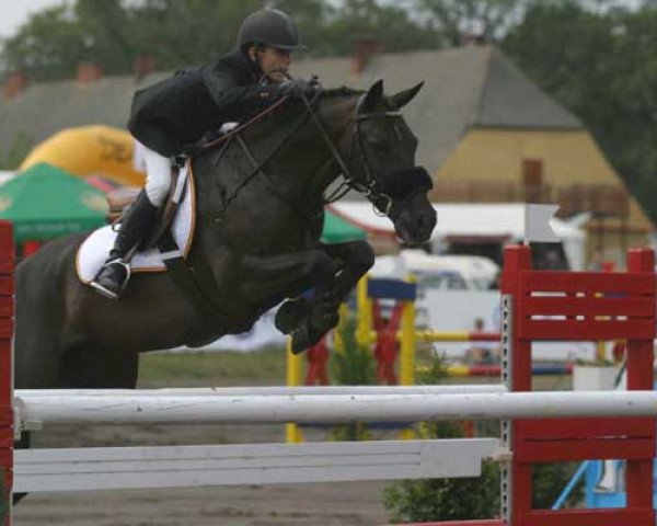 horse Kantje's Allard (New Forest Pony, 1995, from Kantje's Ronaldo)