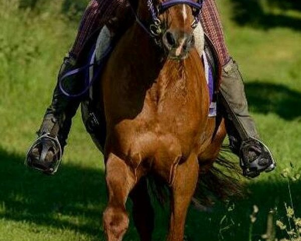 dressage horse Monticello (Westphalian, 2003, from Mumm)