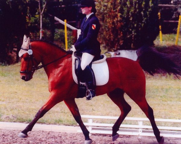 horse Loustic (German Riding Pony, 1999)