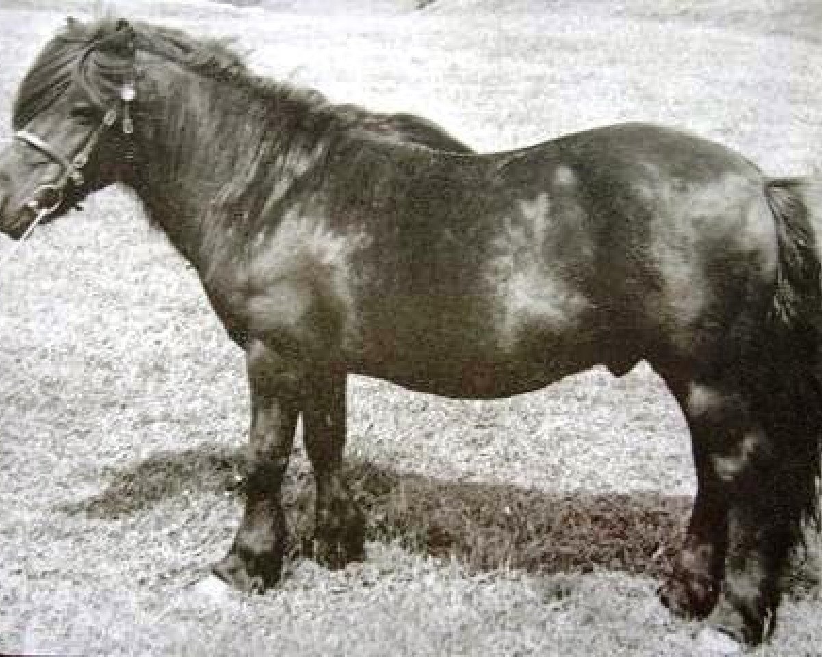 stallion Rustic Sprite of Standen (Shetland Pony, 1929, from Fairy Lamp)