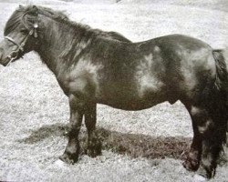 stallion Rustic Sprite of Standen (Shetland Pony, 1929, from Fairy Lamp)