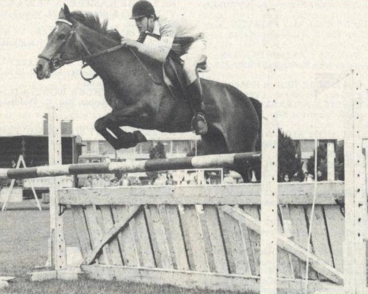 broodmare Rexwinkel Elsje (New Forest Pony,  , from Avenir (Bronsadel))