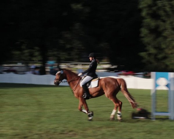 Reitturnier Nienburg 2021