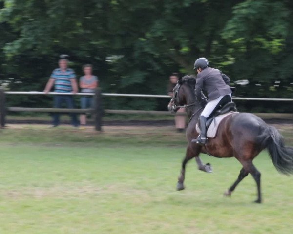 Reitturnier Nienburg 2021