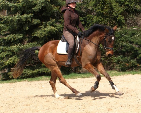 dressage horse Very Special Temptation (German Riding Pony, 2009, from Visconti)