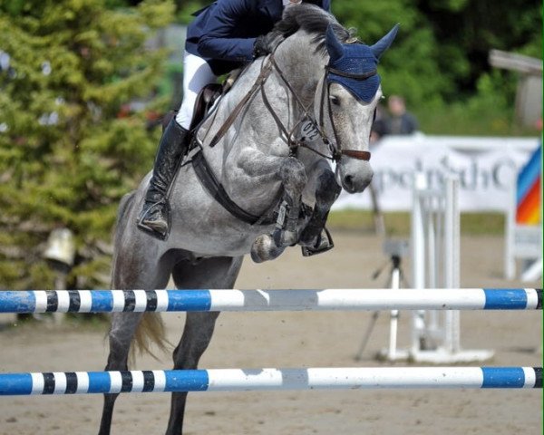 jumper Chaque (Oldenburg show jumper, 2008, from Cassus 2)