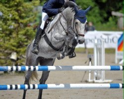 jumper Chaque (Oldenburg show jumper, 2008, from Cassus 2)