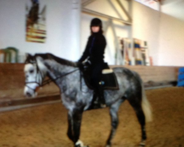 Springpferd Cliona (Oldenburger, 2009, von Cliostro)