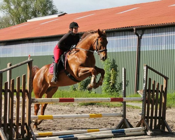 Pferd Skip Arks Pikito (Quarter Horse, 2006, von Silent Ark) Pferd Skip Arks Pikito (Quarter Horse, 2006, von Silent Ark)