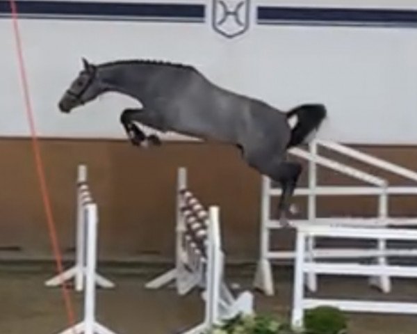 horse Lior (Holsteiner, 2019, from Livello)
