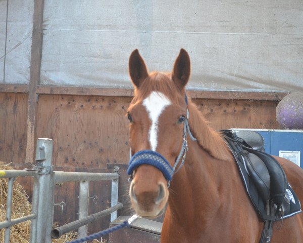 Springpferd Charisma 229 (Hannoveraner, 2006, von Castus I)