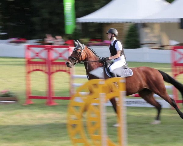 Reitturnier Nienburg 2021