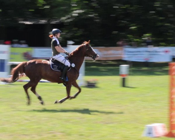 Reitturnier Nienburg 2021