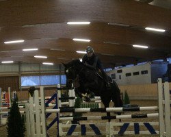jumper Black Jack 198 (Westphalian, 2009, from Quo Vados I)