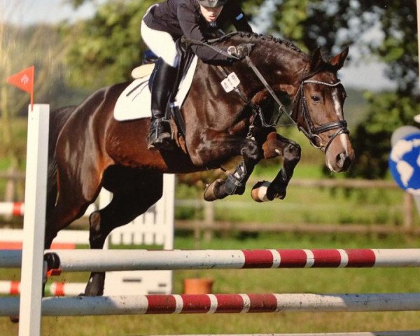 Pferd La doux dame (Rheinländer, 2006, von Le Quidam)