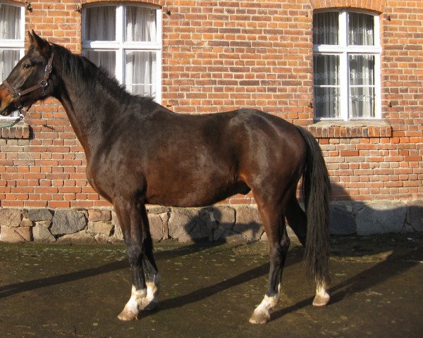 horse Quintus KII (German Sport Horse, 2011, from Quaterback)