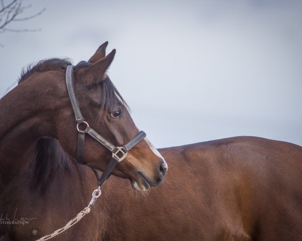 broodmare Kharoubi EH (Arabian purebred, 2010, from T.M. Lopez ox)