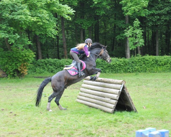 Springpferd Filou 1129 (Deutsches Reitpony, 1992)