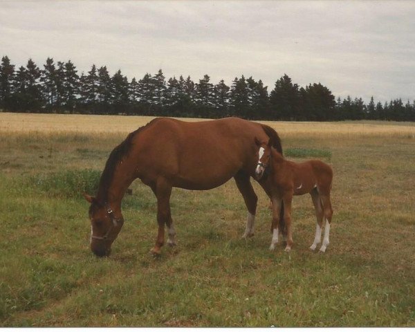 broodmare Cheri (Danish Warmblood, 1981, from Solist DH 181)