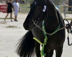 stallion Lovelyhill Magical Height (New Forest Pony, 2010, from Applewitch Pure Magic)