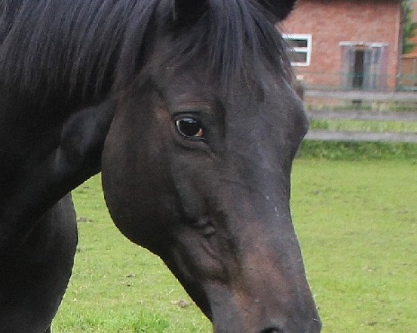 broodmare Michelina (Trakehner, 2004, from Michelangelo)