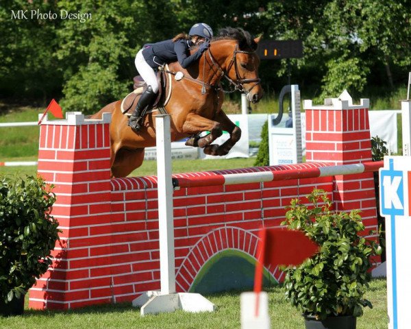 jumper Arkyno (Oldenburg show jumper, 2003, from Argentinus)