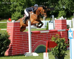 jumper Arkyno (Oldenburg show jumper, 2003, from Argentinus)