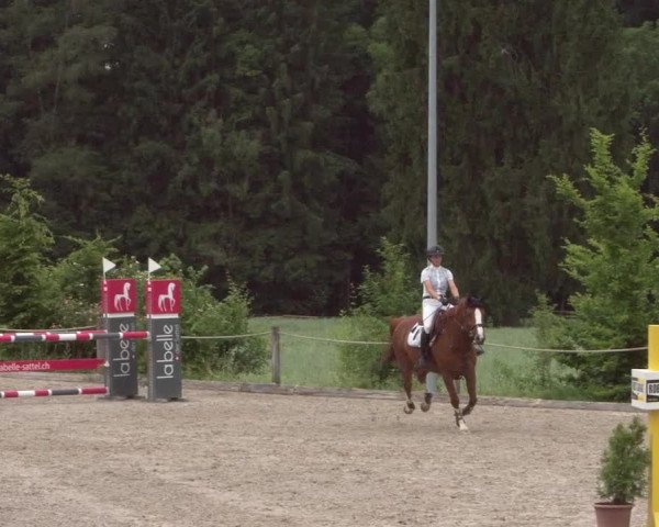 Reitturnier Meilen 2021
