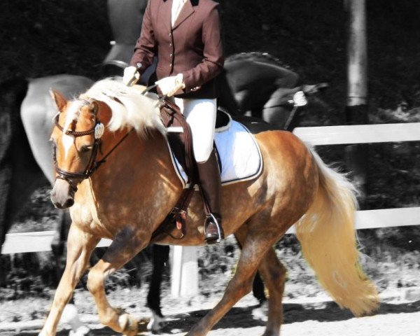 Pferd Laisa (3,91% ox) (Edelbluthaflinger, 2005, von Abendrot)