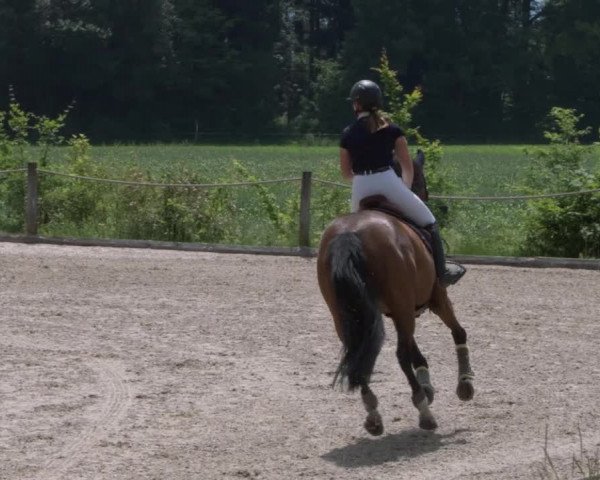 Reitturnier Meilen 2021