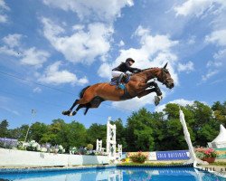 Springpferd Bitango (Oldenburger, 2006, von Balou du Rouet)