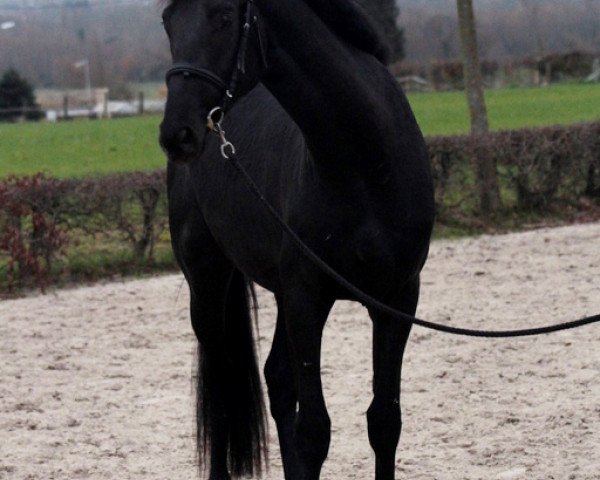stallion Hovan (KWPN (Royal Dutch Sporthorse), 2012, from Glock's Johnson Tn)