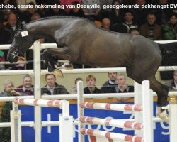jumper Hephebe (Belgian Warmblood, 2007, from Ephebe For Ever)