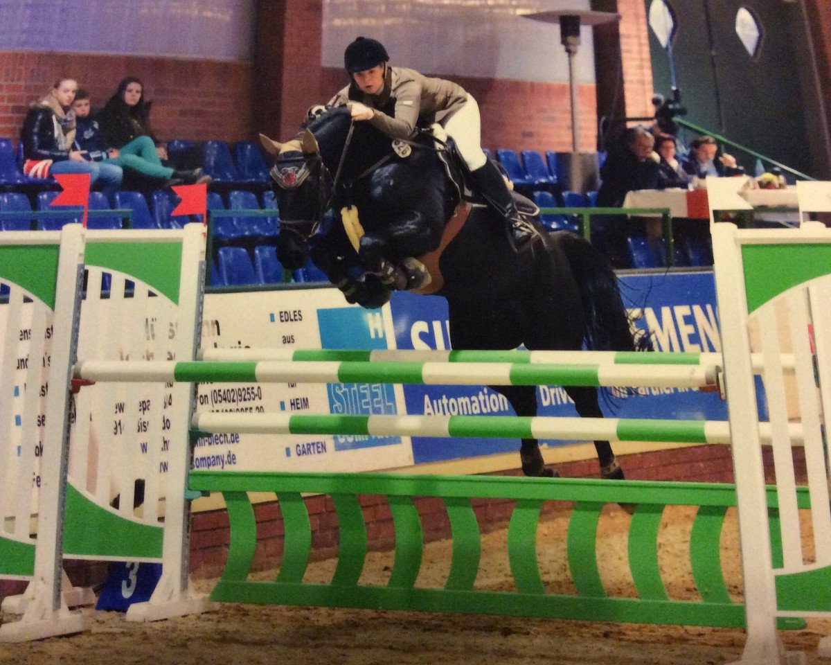 Zuchtstute Second Luna (Oldenburger Springpferd, 2008, von Singulord Joter)