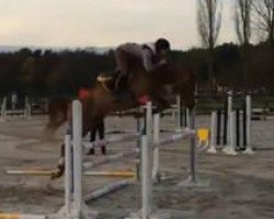 jumper Coco H (Zangersheide riding horse, 2010, from Muscaris D'Ariel)