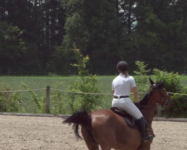 Reitturnier Meilen 2021