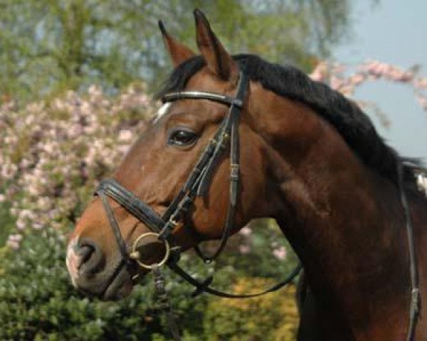stallion Chateauneuf (Trakehner, 1998, from Sir Shostakovich xx)