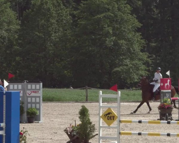 Reitturnier Meilen 2021