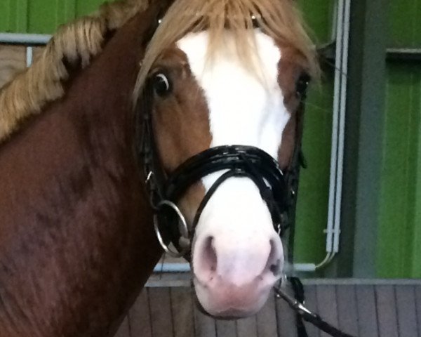 horse Mister Left (German Riding Pony, 2012, from FS Mr. Right)