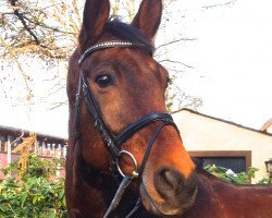 horse Wito (Hanoverian, 2001, from Wolkenstein II)
