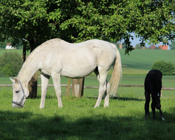 broodmare Kora (Saxony-Anhaltiner, 1993, from Kolibri 2705) broodmare Kora (Saxony-Anhaltiner, 1993, from Kolibri 2705)