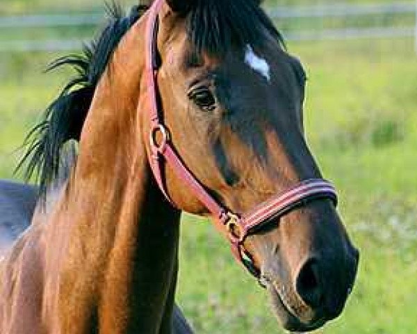 dressage horse Nagano 9 (Westphalian, 1994, from Norton L)