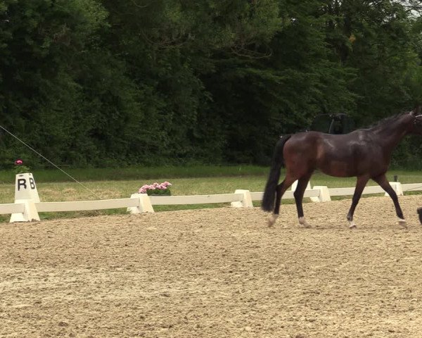 Reitturnier Münster-St. Georg 2021